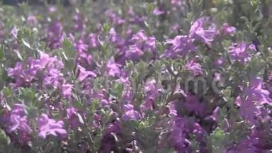 花丛，小花，淡紫色